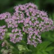 Blütenfoto Chaerophyllum hirsutum