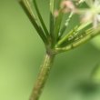 Stängel-/Stammfoto Chaerophyllum hirsutum