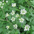 Blütenfoto Chaerophyllum temulum