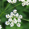 Portraitfoto Chaerophyllum temulum