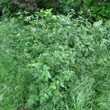 Habitusfoto Chaerophyllum temulum