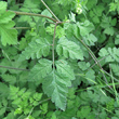 Blätterfoto Chaerophyllum temulum
