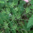 Fruchtfoto Chaerophyllum temulum