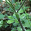Foto von Besonderheit Chaerophyllum temulum