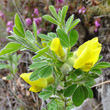 Portraitfoto Chamaecytisus hirsutus