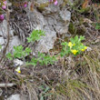 Habitusfoto Chamaecytisus hirsutus