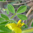 Blätterfoto Chamaecytisus hirsutus