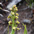 Blütenfoto Chamorchis alpina