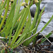 Blätterfoto Chamorchis alpina