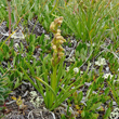 Stängel-/Stammfoto Chamorchis alpina