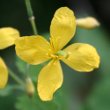 Portraitfoto Chelidonium majus