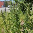 Habitusfoto Chenopodium album