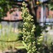 Portraitfoto Chenopodium album