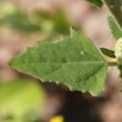 Foto von Besonderheit Chenopodium album