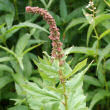 Habitusfoto Chenopodium bonus-henricus