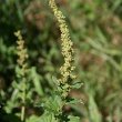 Portraitfoto Chenopodium bonus-henricus