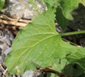 Blätterfoto Chenopodium bonus-henricus