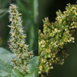 Blütenfoto Chenopodium bonus-henricus