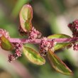 Blätterfoto Chenopodium polyspermum