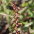 Blütenfoto Chenopodium polyspermum