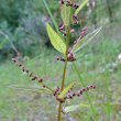 Portraitfoto Chenopodium polyspermum