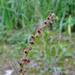 Fruchtfoto Chenopodium polyspermum