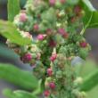 Portraitfoto Chenopodium rubrum