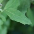 Blätterfoto Chenopodium rubrum