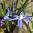 Blütenfoto Chionodoxa luciliae