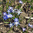 Habitusfoto Chionodoxa luciliae