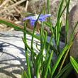 Blätterfoto Chionodoxa luciliae