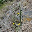 Habitusfoto Chondrilla juncea