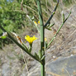 Stängel-/Stammfoto Chondrilla juncea