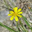 Portraitfoto Chondrilla juncea