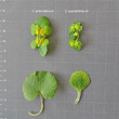 Foto von Besonderheit Chrysosplenium alternifolium