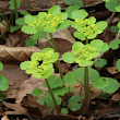 Blütenfoto Chrysosplenium alternifolium