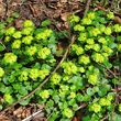 Habitusfoto Chrysosplenium alternifolium