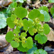 Portraitfoto Chrysosplenium oppositifolium