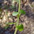 Stängel-/Stammfoto Chrysosplenium oppositifolium