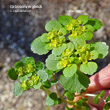 Foto von Besonderheit Chrysosplenium oppositifolium