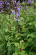 Habitusfoto Cicerbita alpina