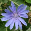 Blütenfoto Cichorium intybus