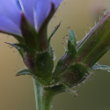 Foto von Besonderheit Cichorium intybus