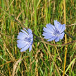 Portraitfoto Cichorium intybus