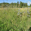 Habitusfoto Cichorium intybus