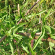 Blätterfoto Cichorium intybus