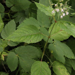 Blätterfoto Circaea lutetiana