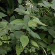 Habitusfoto Circaea lutetiana