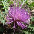 Blütenfoto Cirsium acaule