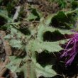 Blätterfoto Cirsium acaule